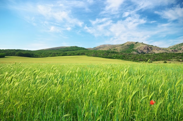 Prado de primavera verde en la montaña Composición de la naturaleza