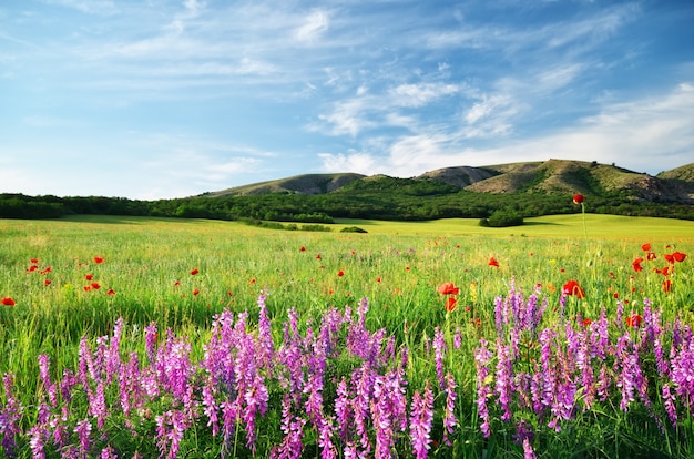 Foto prado de primavera