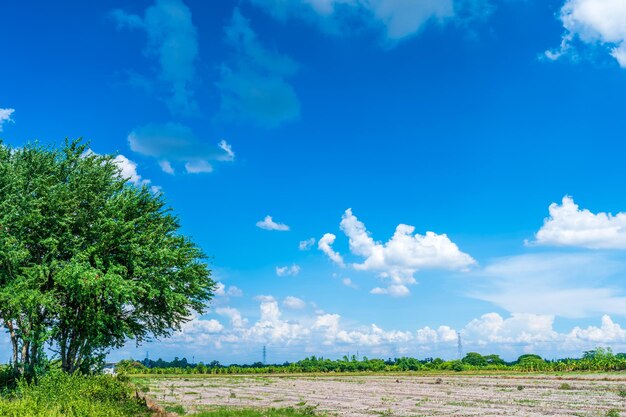 Prado rural con el suelo y las hojas verdes del árbol con nubes esponjosas cielo azul fondo de luz del día