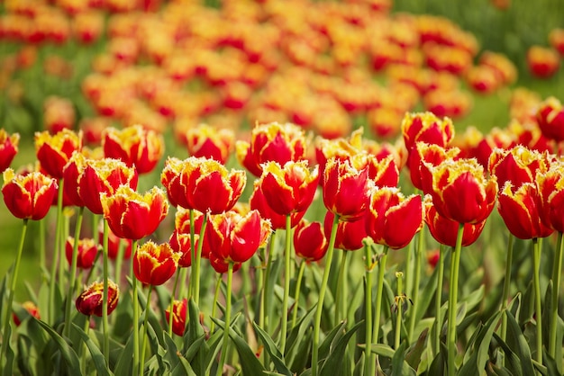 Prado soleado de primavera con flores de tulipán rojo anaranjado floral fondo natural de Pascua de temporada con espacio de copia