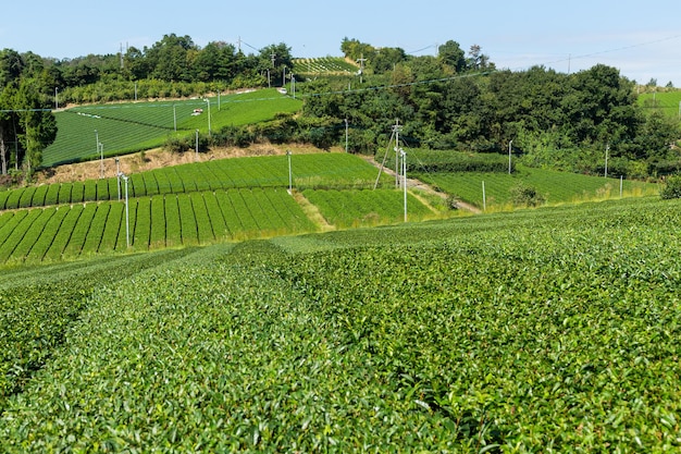 Prado de té verde