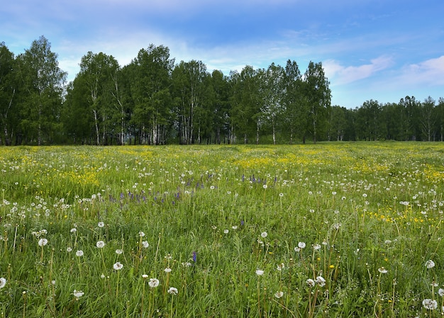 Prado de verano con diente de león y bosque de abedules