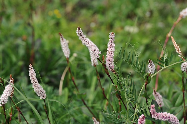 Prado de verano - floreciente Polygonum viviparum