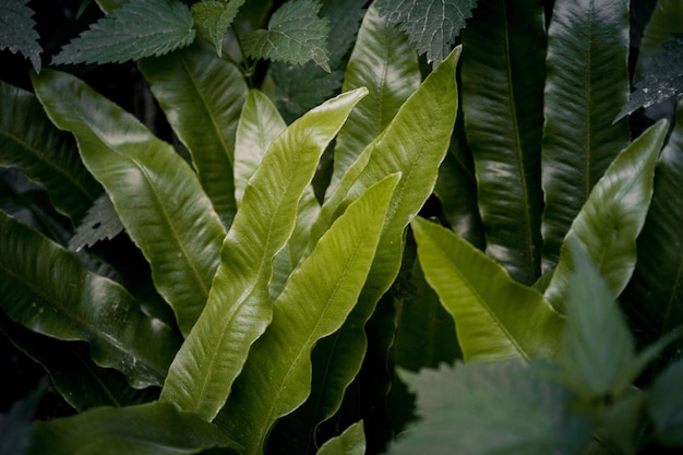 Foto prado de verano con margaritas tesoros naturales fondo de bruja verde textura ligera mística