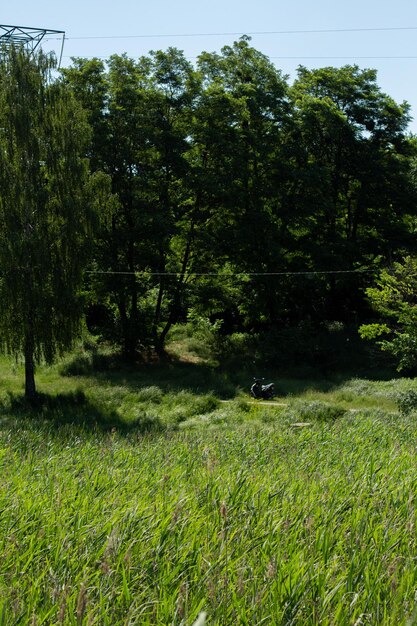 Prado verde en el bosque con árboles