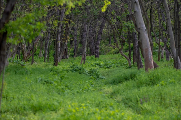 prado verde brilhante e floresta densa