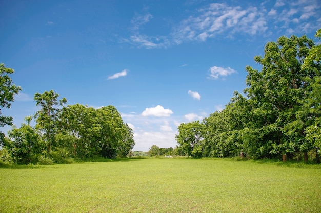 Prado verde con cielo azul