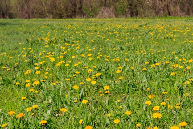 Prado verde cubierto de dientes de león amarillos en primavera