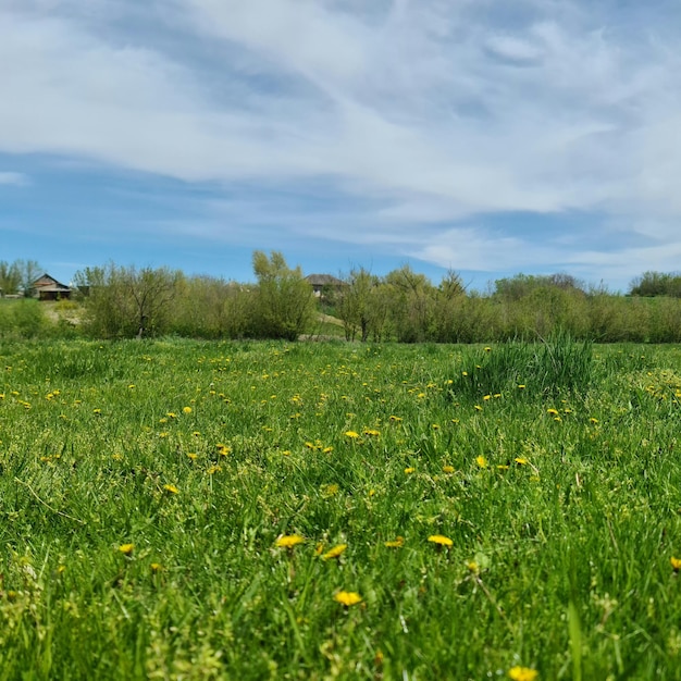 Prado verde con dientes de león amarillos