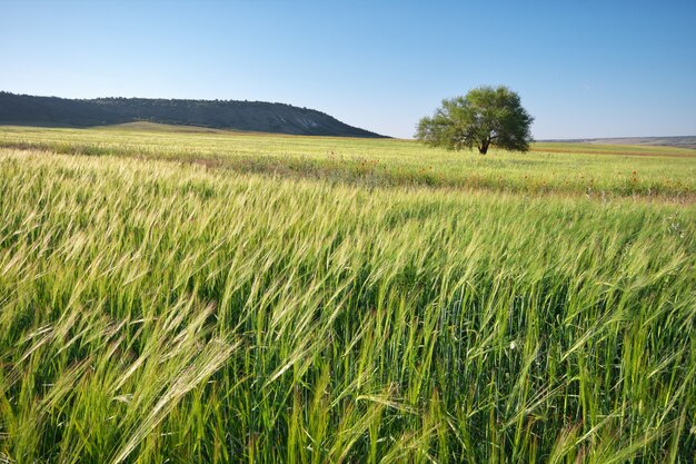 Prado verde e árvore de primavera. composição da natureza.