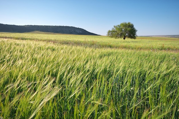 Prado verde e árvore de primavera Composição da natureza