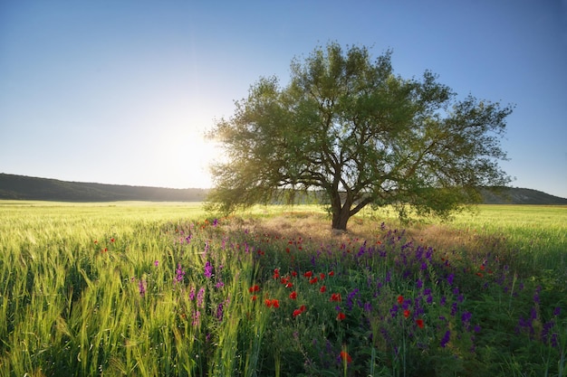 Prado verde e árvore de primavera