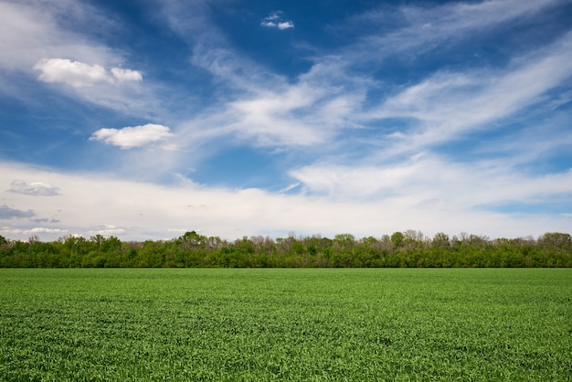 Prado verde e céu azul com floresta