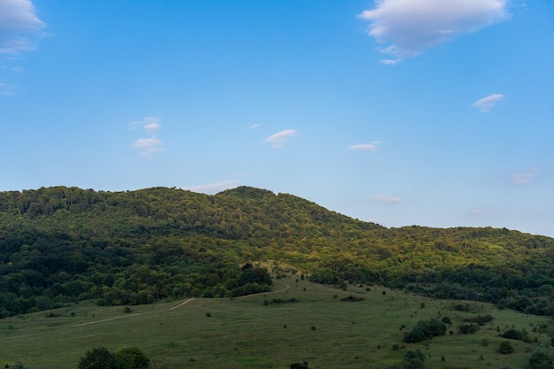 Prado verde em um dia ensolarado