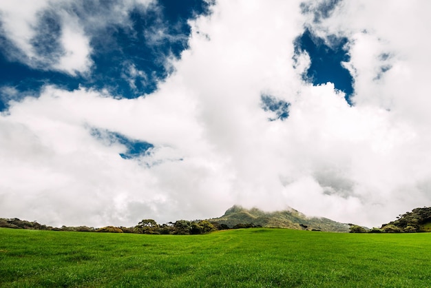 Prado verde y exuberante bajo un cielo hermoso. Prado verde bajo el cielo azul. Fondo de naturaleza de belleza. Pastoreo de ganado. La hermosa naturaleza de Sri Lanka. Hierba de primavera. Pastizales alpinos. Pasto alpino