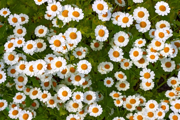 Prado verde con flores de manzanilla blanca en un día soleado Vista superior de fondo de flor hermosa