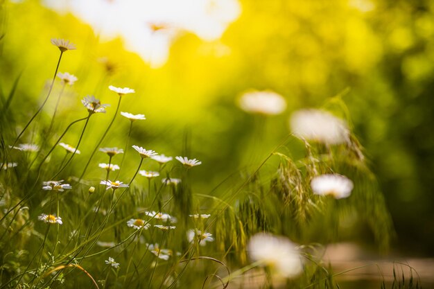 Prado verde fresco da primavera com dia ensolarado das flores da margarida branca Fundo horizontal da natureza turva