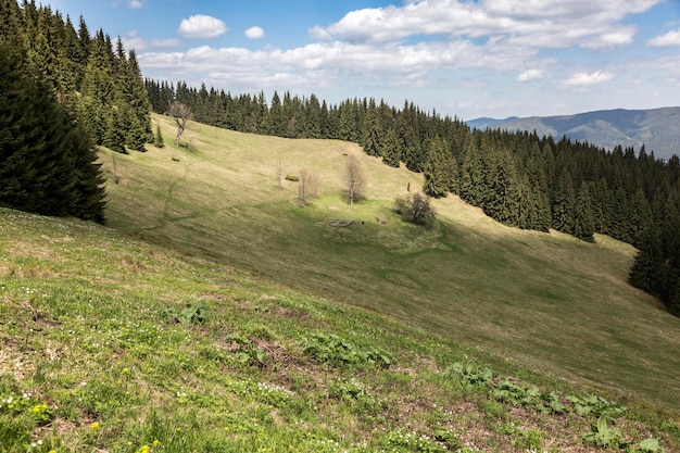 El prado verde de la montaña de los Cárpatos y las montañas en el frente de las montañas de los Cárpatos Ucrania