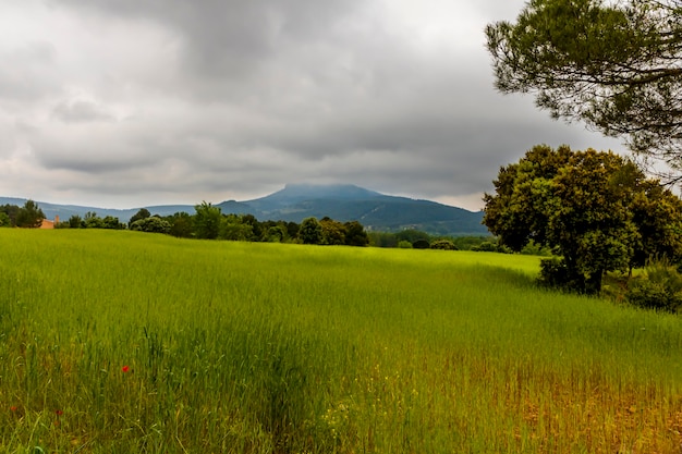 Prado verde con montañas y pinos en un día con nubes grises.