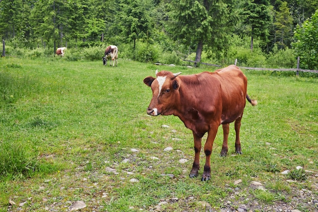 Prado verde en montañas y vacas