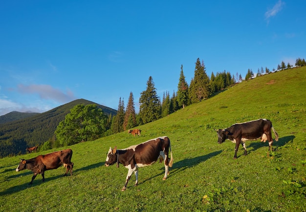 Prado verde en montañas y vacas