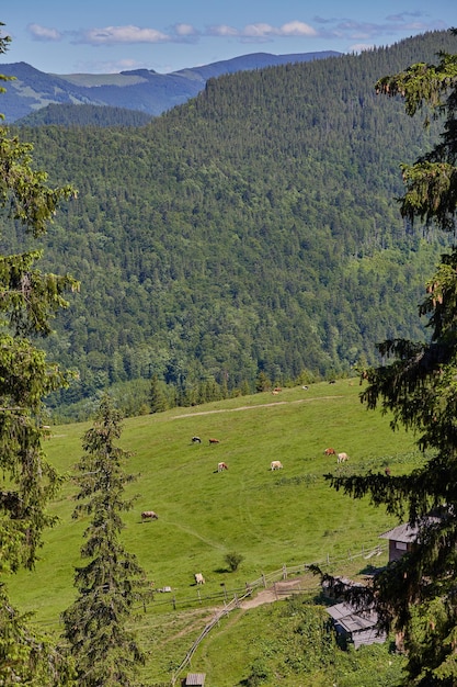 Prado verde en montañas y vacas