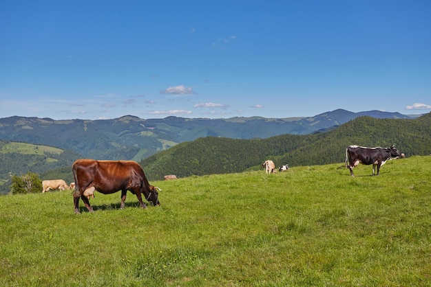 Prado verde en montañas y vacas