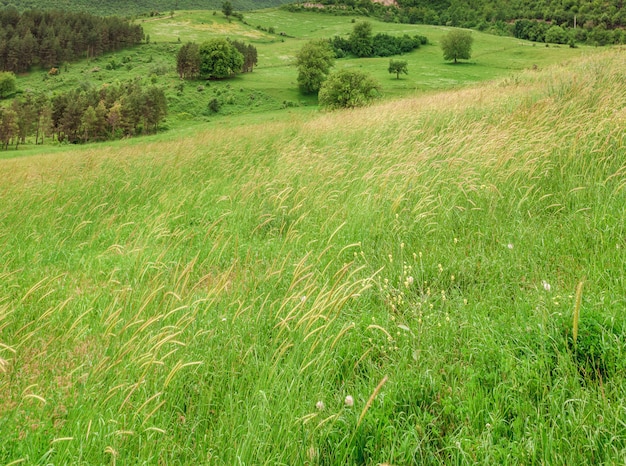 Prado verde nas montanhas