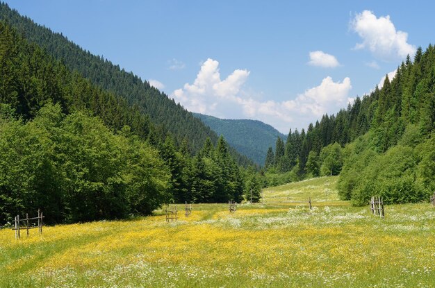 Prado verde no vale da montanha