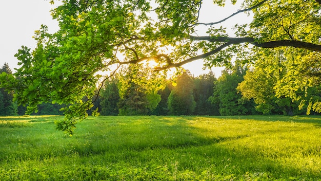 Prado verde primavera com grama verde e um carvalho sobre uma grama.