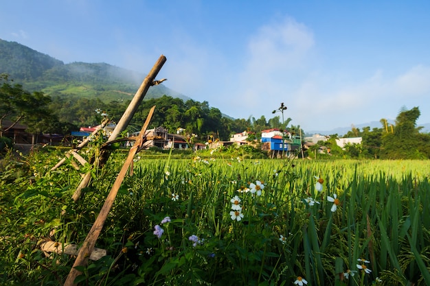 Foto prado en vietnam