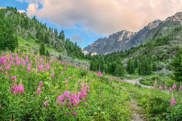 Prados alpinos florecientes a la luz del atardecer