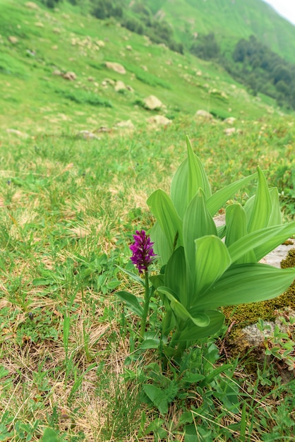 Prados alpinos y flores