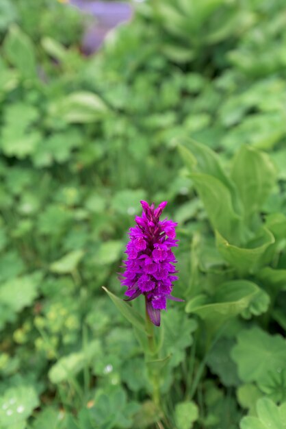 Prados alpinos y flores