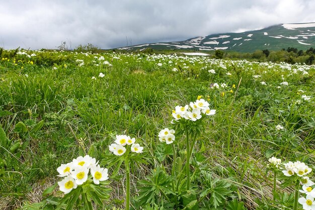 Prados alpinos florescendo de LagoNaki Adygea Rússia 2021