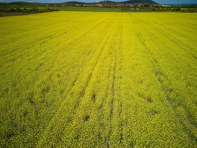 Prados com uma planta em um vale com campos no contexto do céu diurno na Bulgária