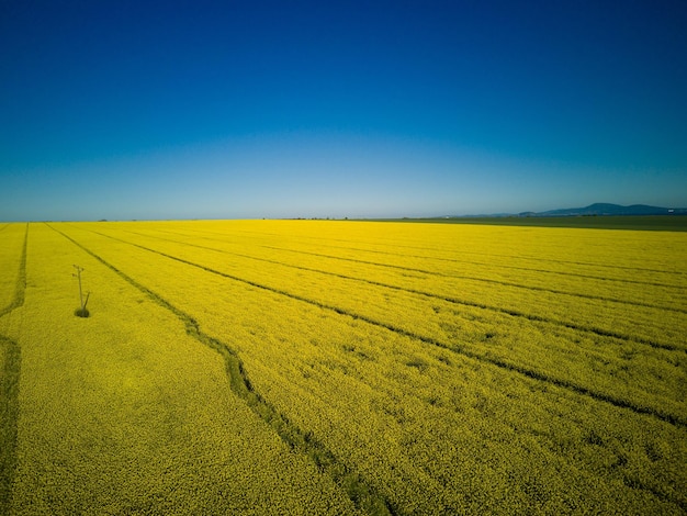 Prados com uma planta em um vale com campos no contexto do céu diurno na Bulgária