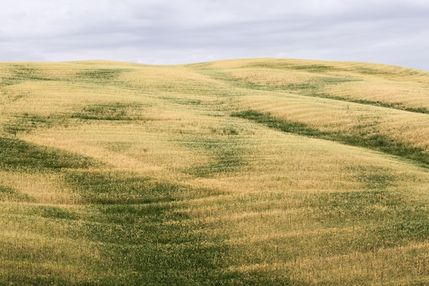 Los prados cortados amarillos y verdes de la Toscana se asemejan a una alfombra suave, cálida y esponjosa Val d'Orcia Italia