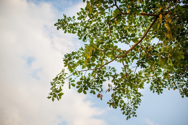 Prados e céus azuis Atmosfera de campos asiáticos E a beleza das árvores e da natureza verde.