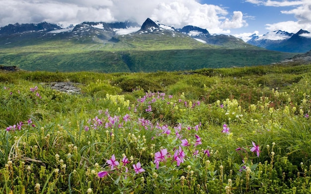 Prados de flores en las montañas Chugach cerca de Thompson Pass Alaska, EE.UU.