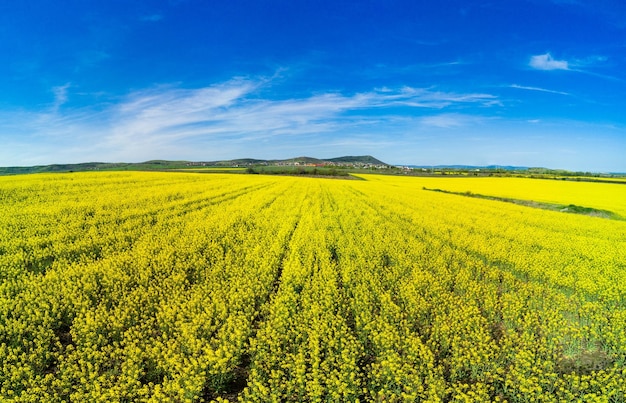 Prados con una planta en un valle con campos contra el fondo del cielo diurno en Bulgaria