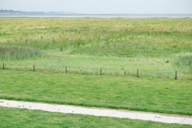 Prados de sal de color verde oscuro en el mar de wadden, patrimonio natural mundial, lugares importantes para la anidación de aves