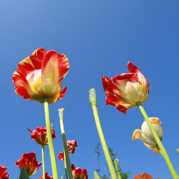 Prados de tulipanes en Holanda