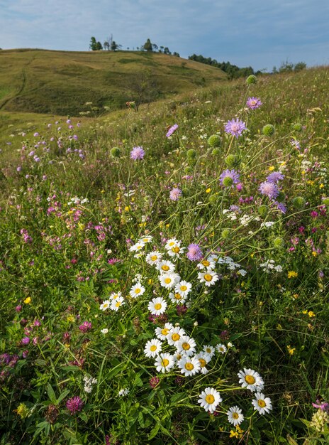 Prados de verano de campo de montaña de los Cárpatos con hermosas flores silvestres