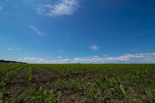 Prados verdes bonitos sob um céu nublado no início do verão