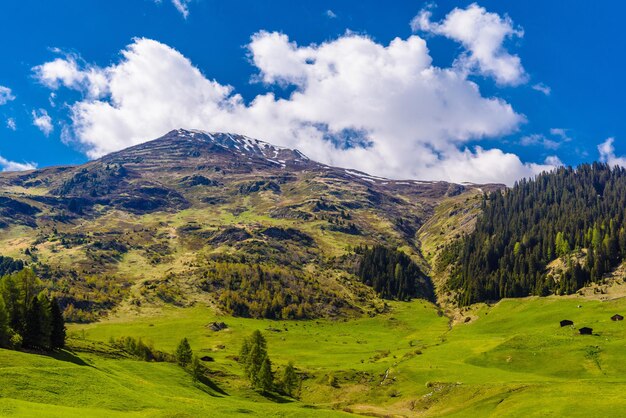 Prados verdes en las montañas de los Alpes cubiertas de bosques de pinos Davos