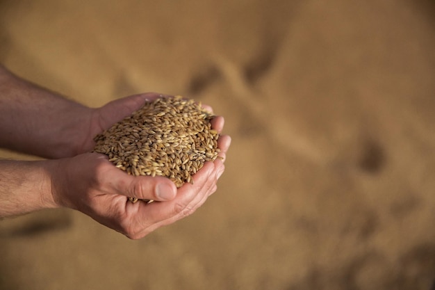 Prächtige Ähren der Elite-Gerste im Feld Werbung für Düngemittel für Landwirte, Agrounternehmen und Agroholdings