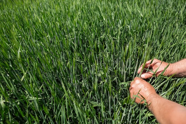 Prächtige Ähren der Elite-Gerste im Feld Werbung für Düngemittel für Landwirte, Agrounternehmen und Agroholdings