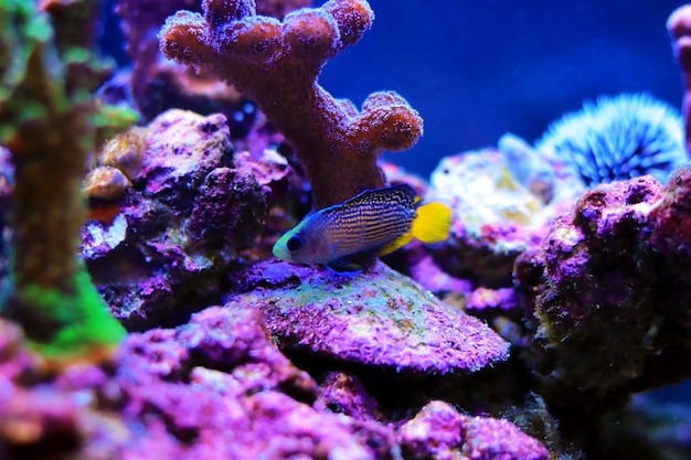 Prächtiger Dottyback - (Manonichthys splendens)