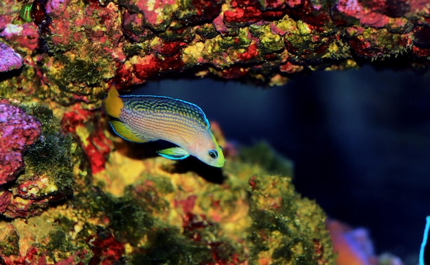 Prächtiger Dottyback - (Manonichthys splendens)